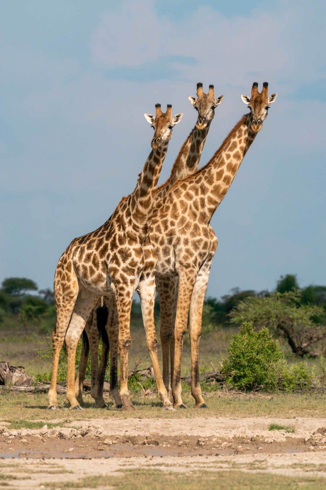 Giraffes at Nxai pan national park