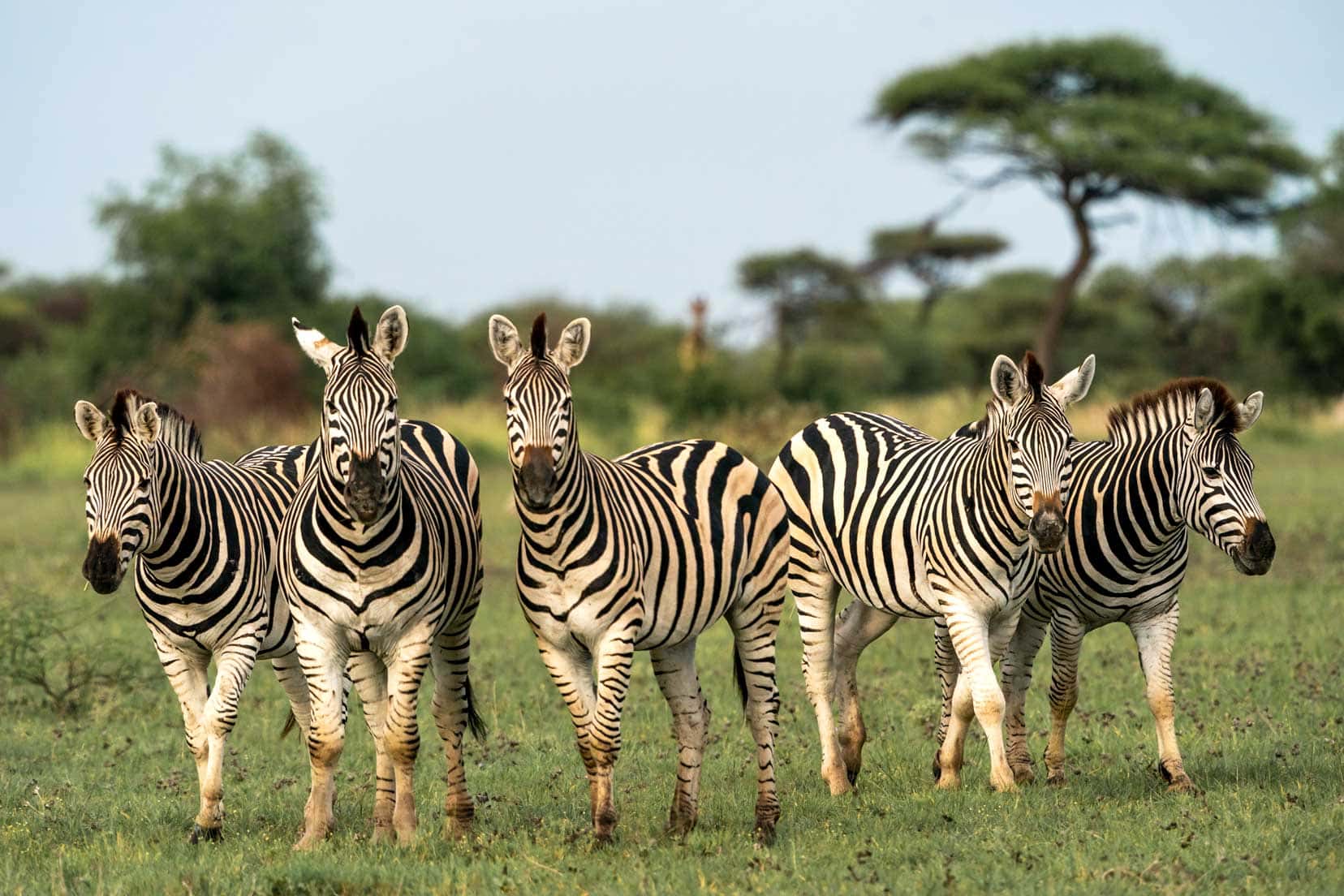 Three zebra looking at camera