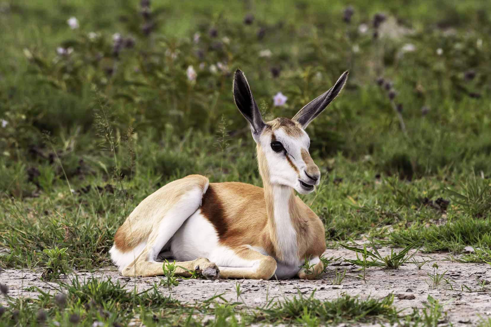 Baby springbok sat in grass