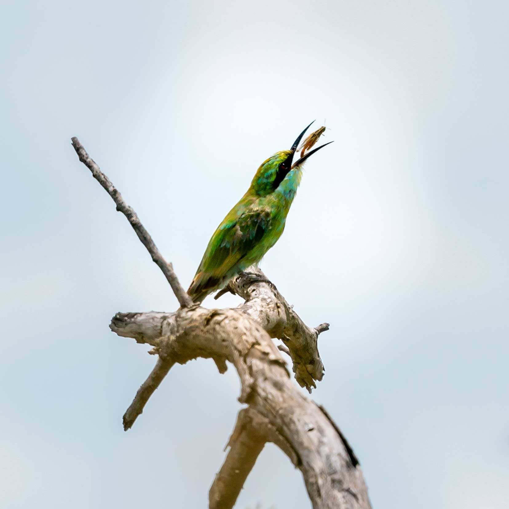 Blue-cheeked bee-eater eating a bee
