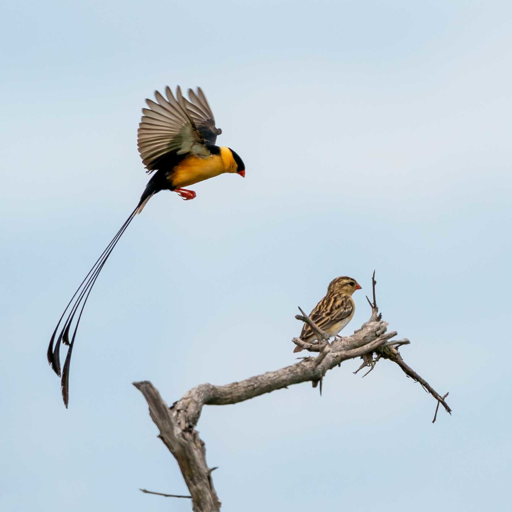 shaft -tailed whydah