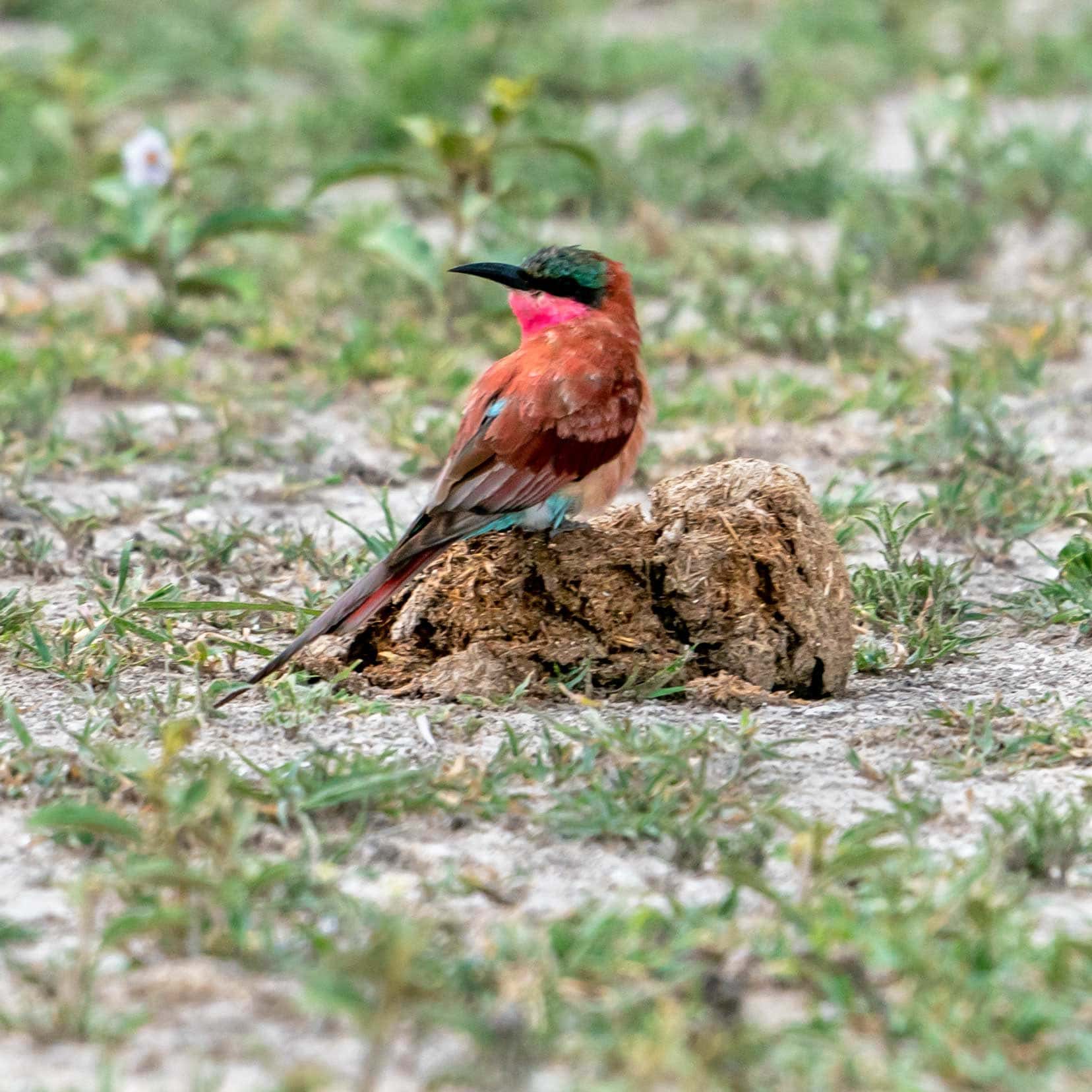 Carmine bee-eater sitting on elephant poo