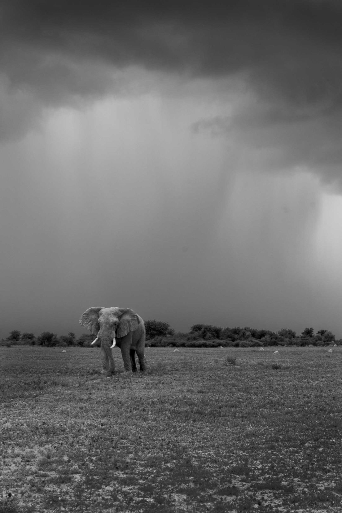 Nxai Pan elephant with storm clouds behind