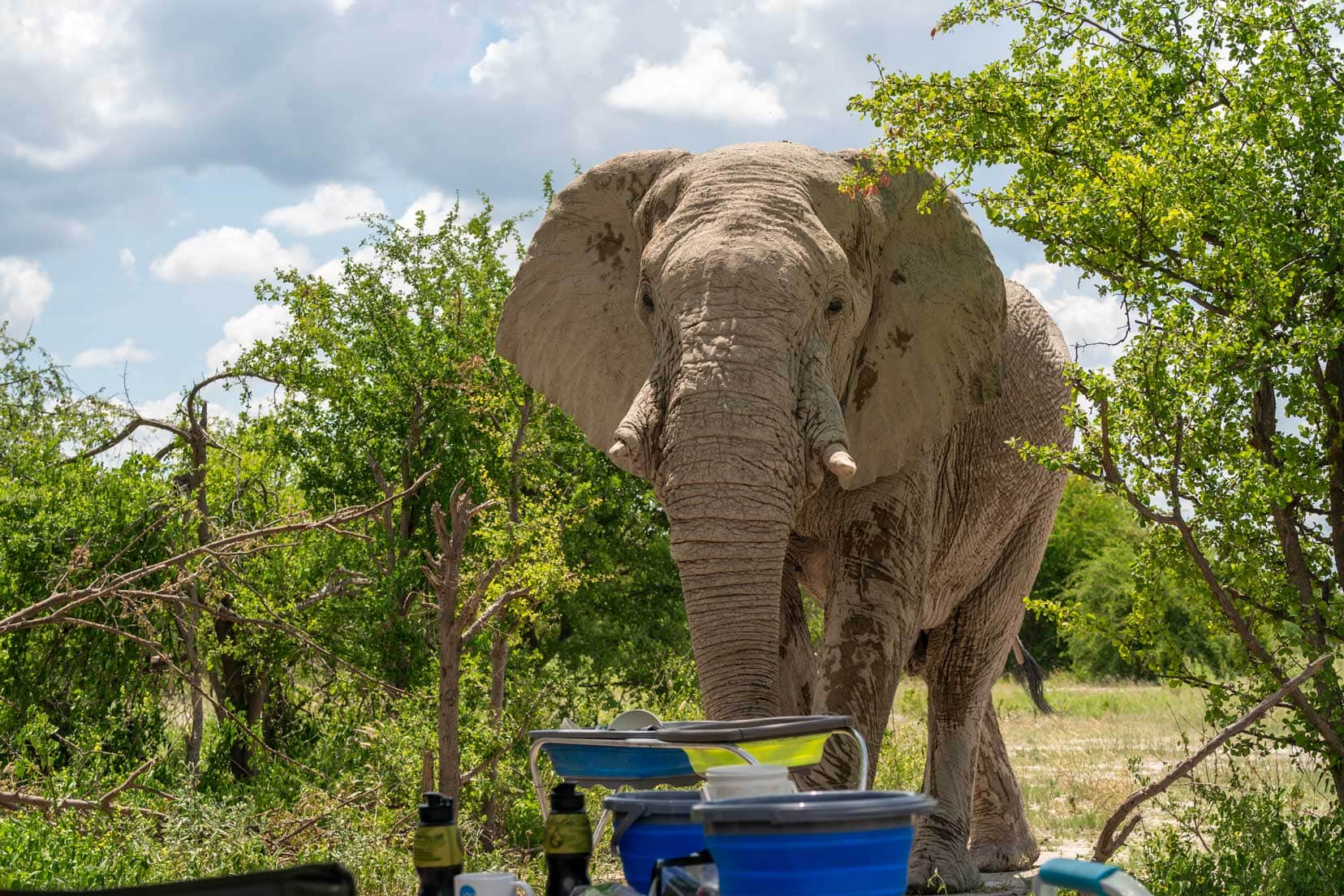 elephant coming right through south camp campsite in front of wash basin stand