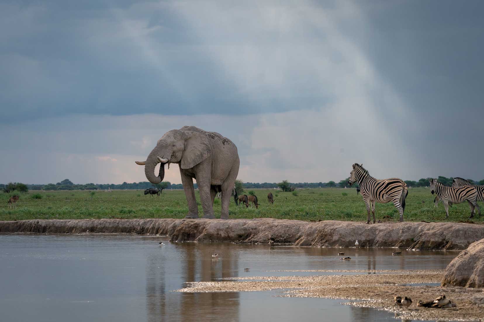 Elephant, zebra and wildebeest at waterhole