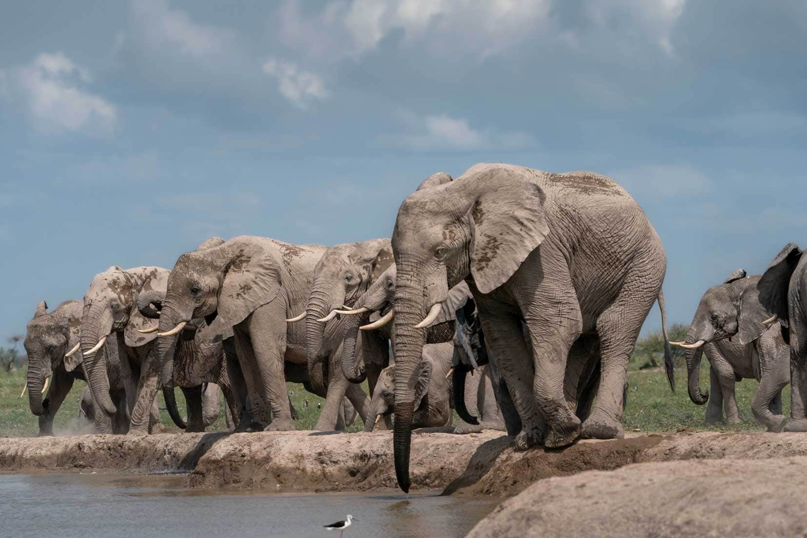 Nxai Pan National Park_elephants-at-watering-hole