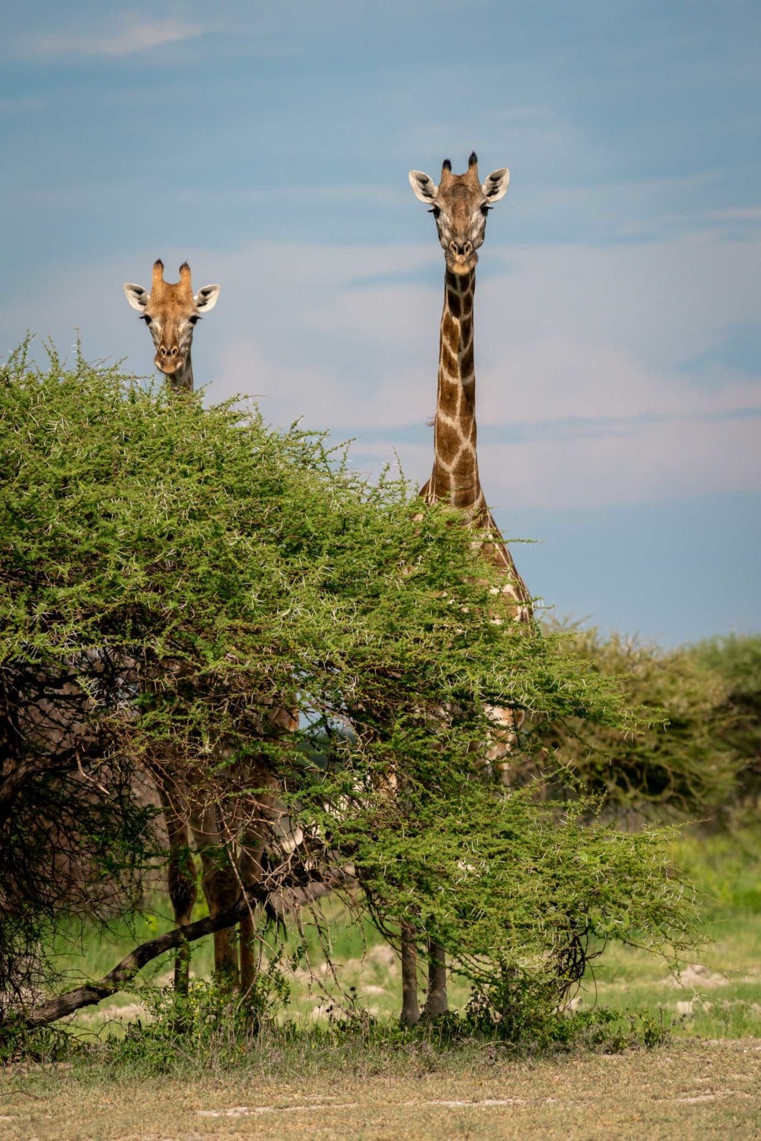 Giraffe behind a bush