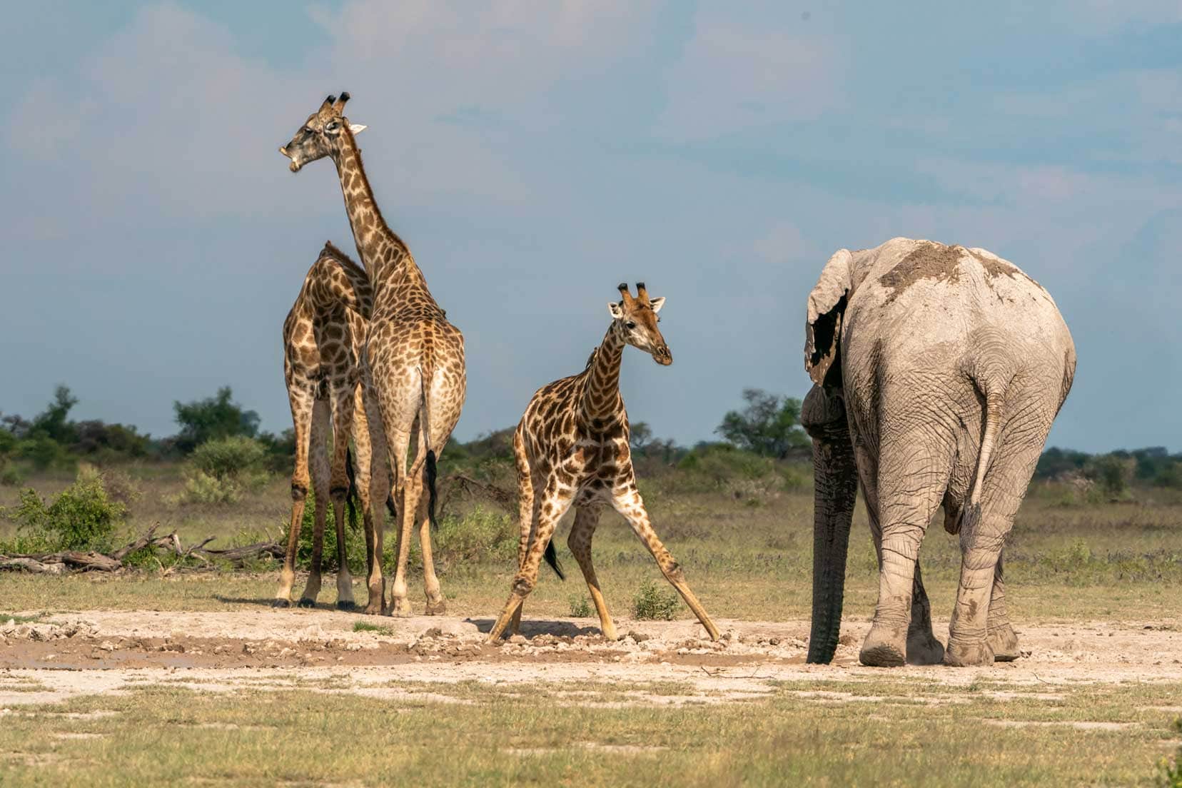 Giraffes and elly sharing one of the waterholes