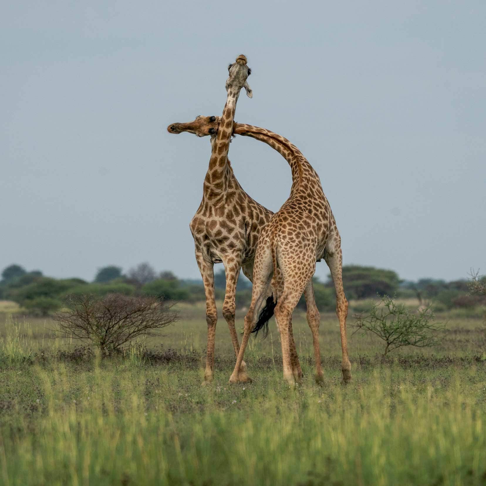 Giraffe fighting with their necks at Nxai pan