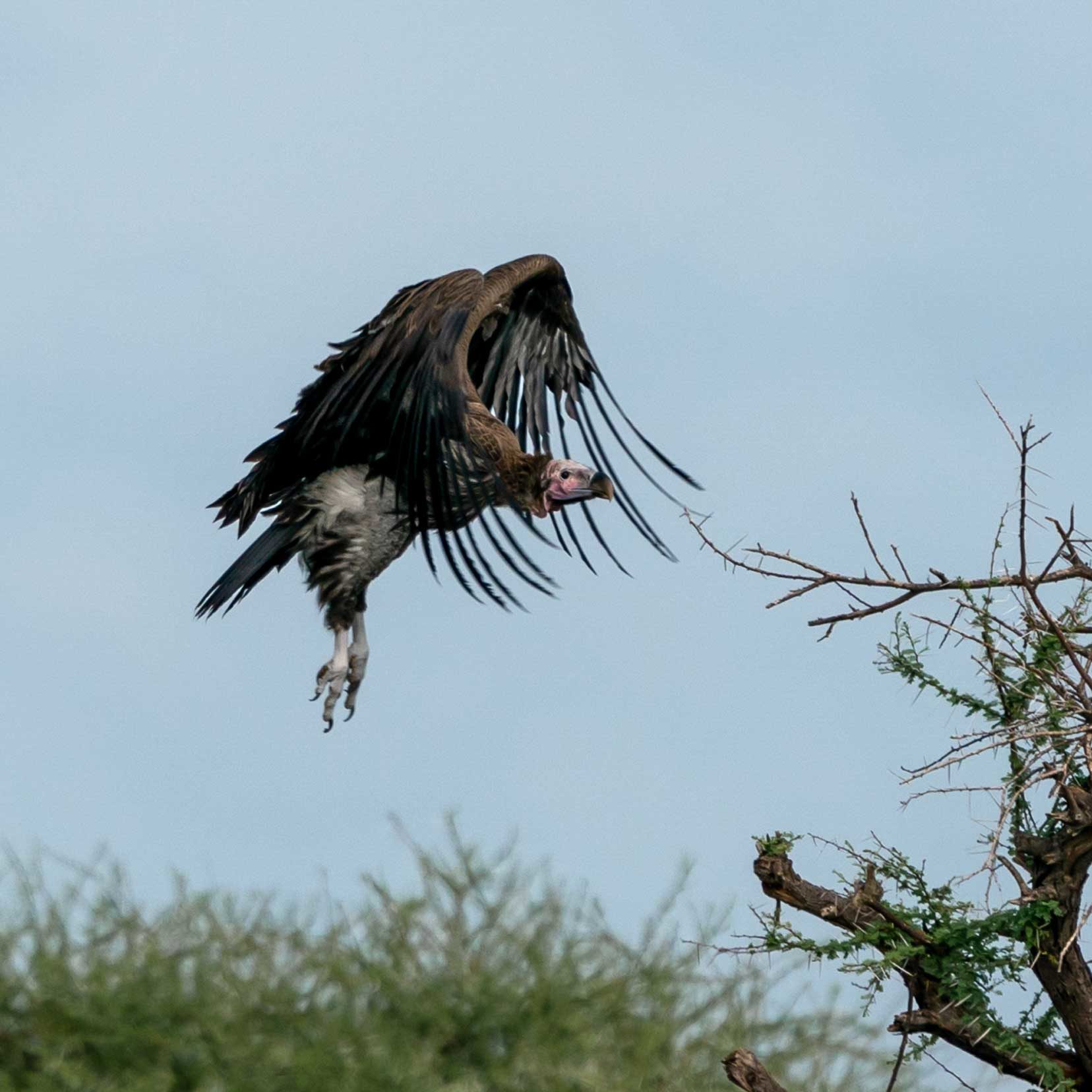 Hooded vulture in flight