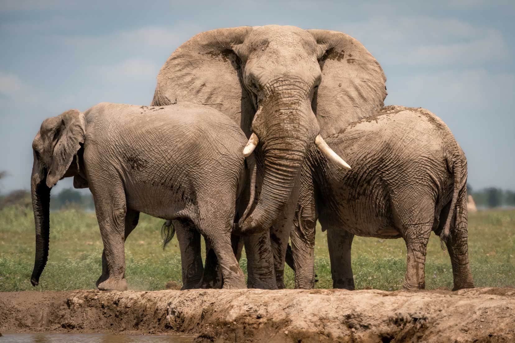 Elephants at Nxai pan