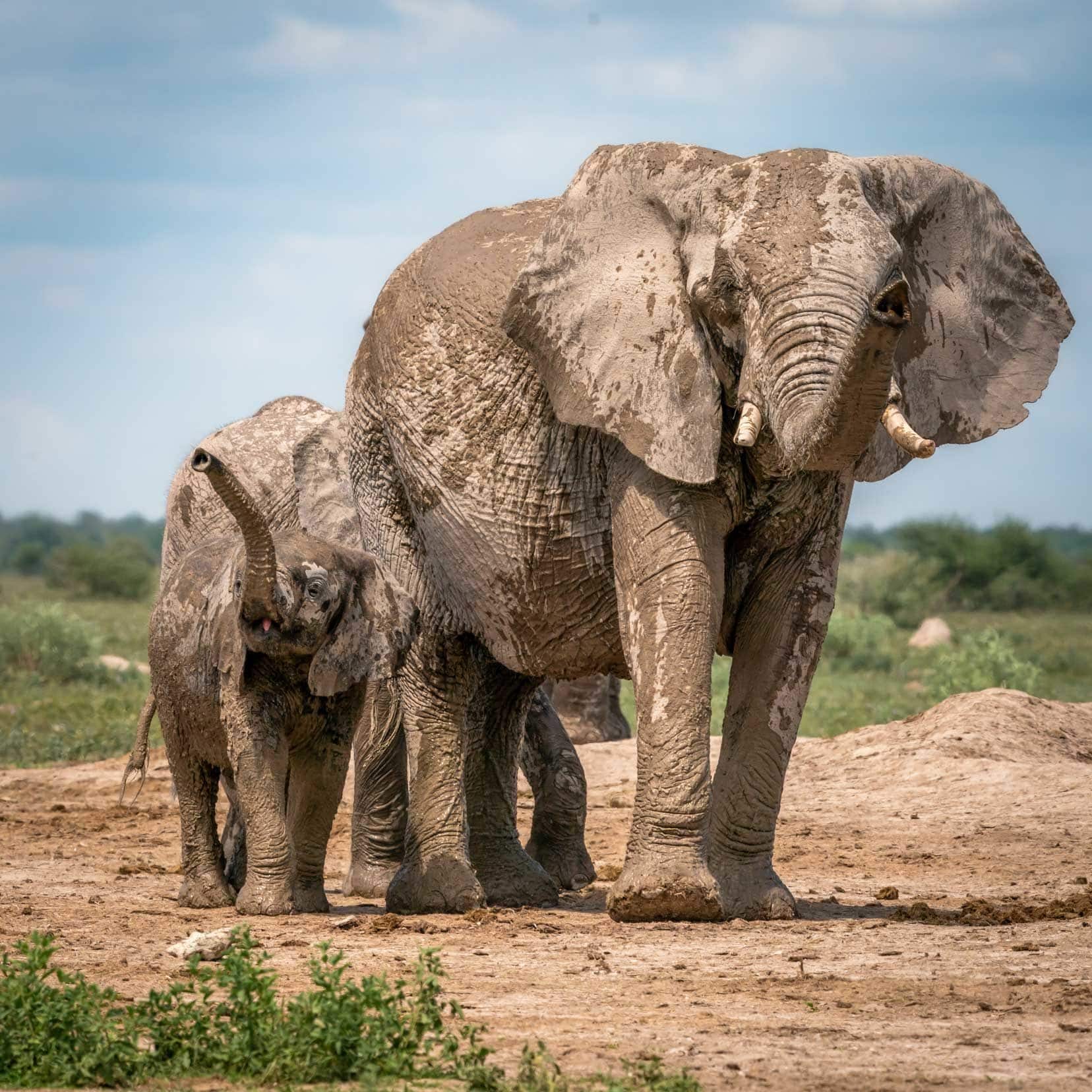 Mum and bub elephant