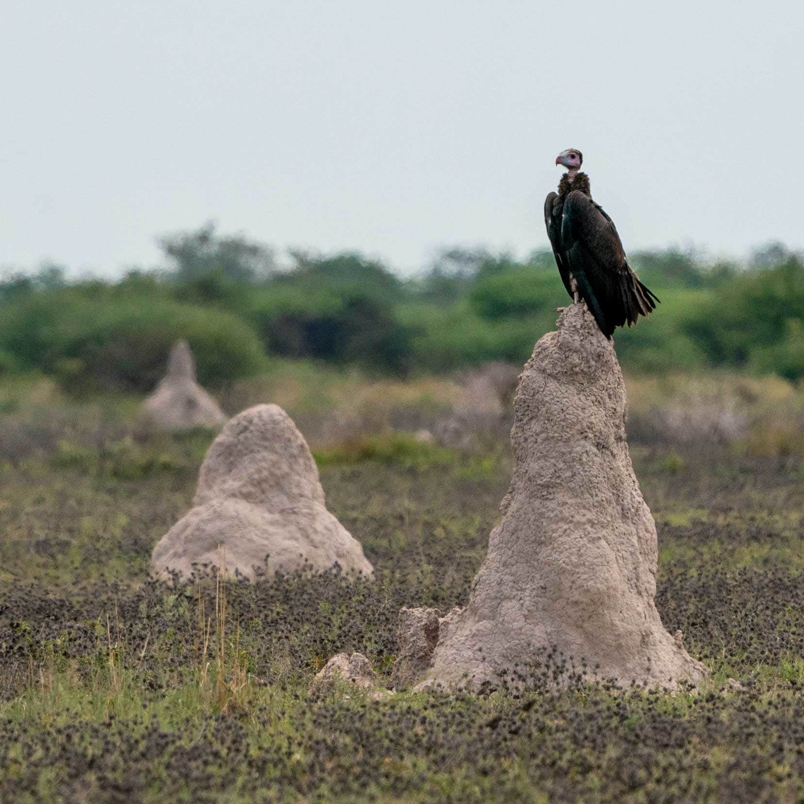 Vulture on termite mound