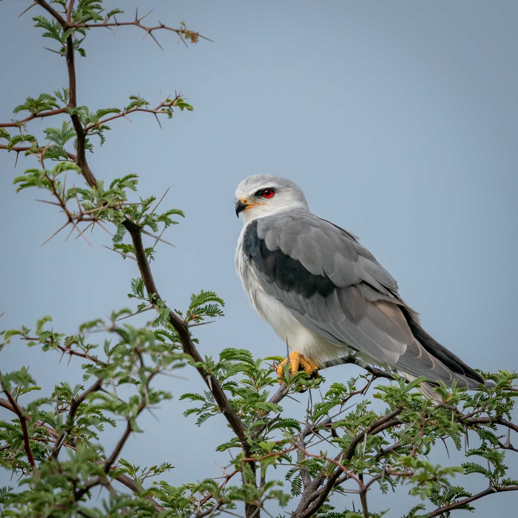 White shouldered kite at Nxai pans