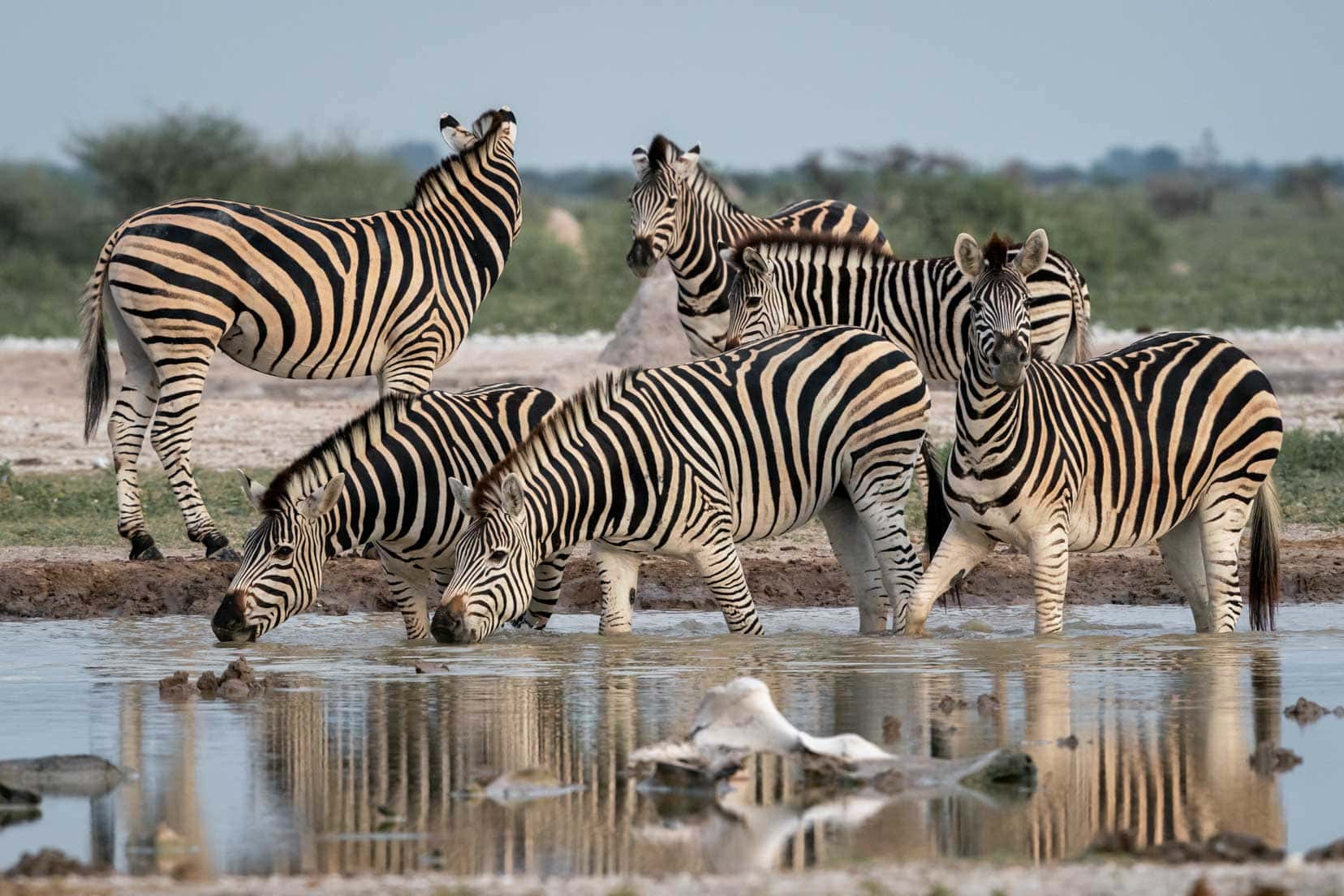 zebra by waterhole at Nxai pans