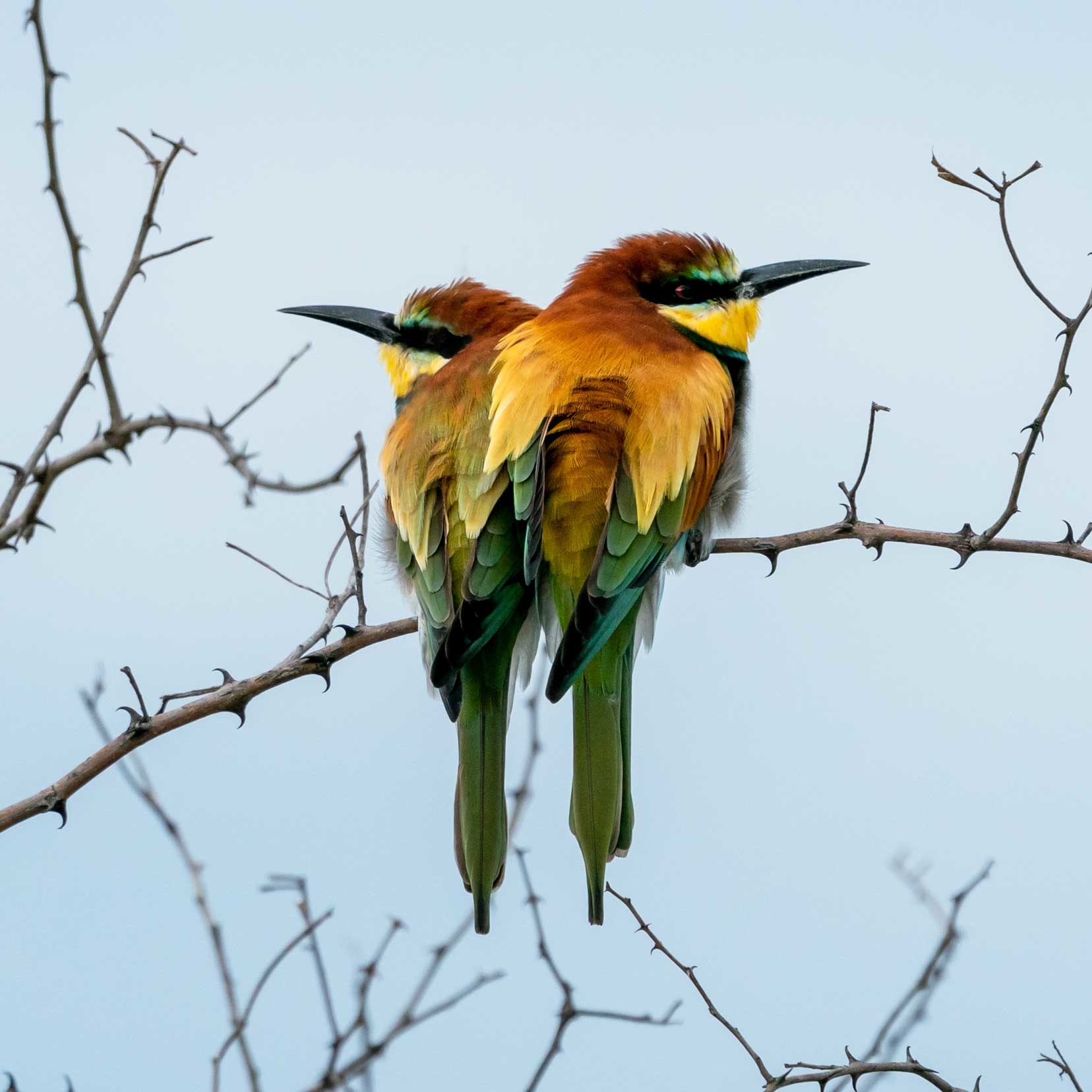 Two European bee-eaters at Nxai Pan