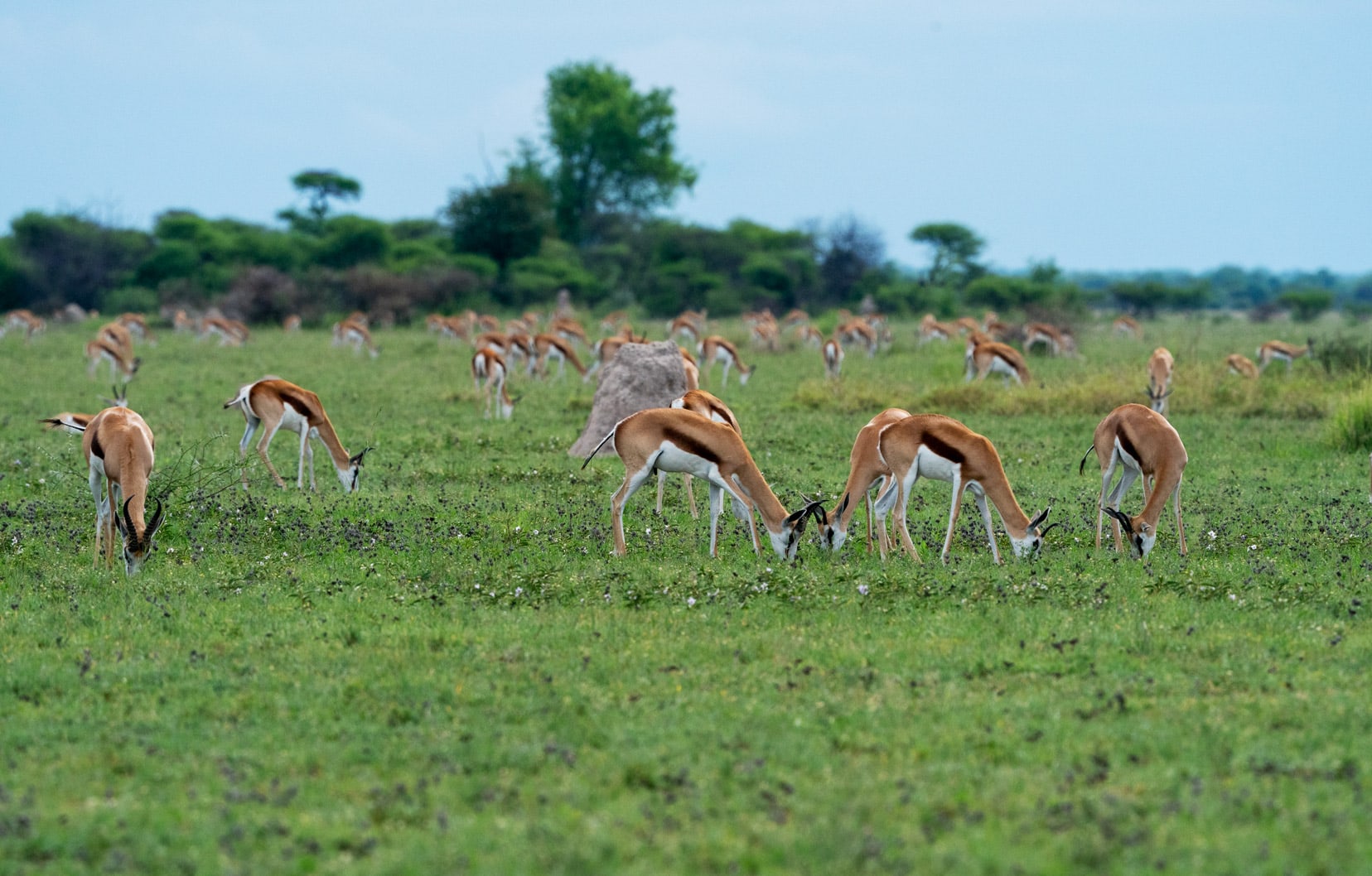 Nxai-pan-Springbok