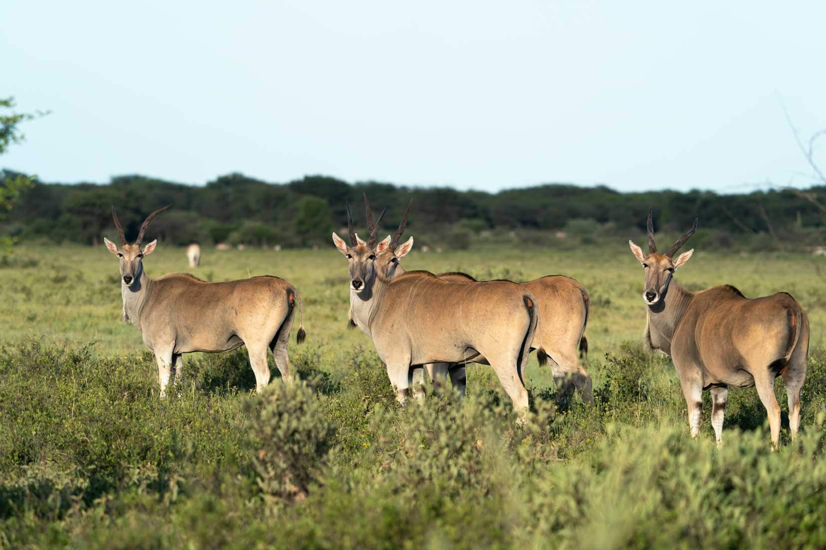 a group eland 