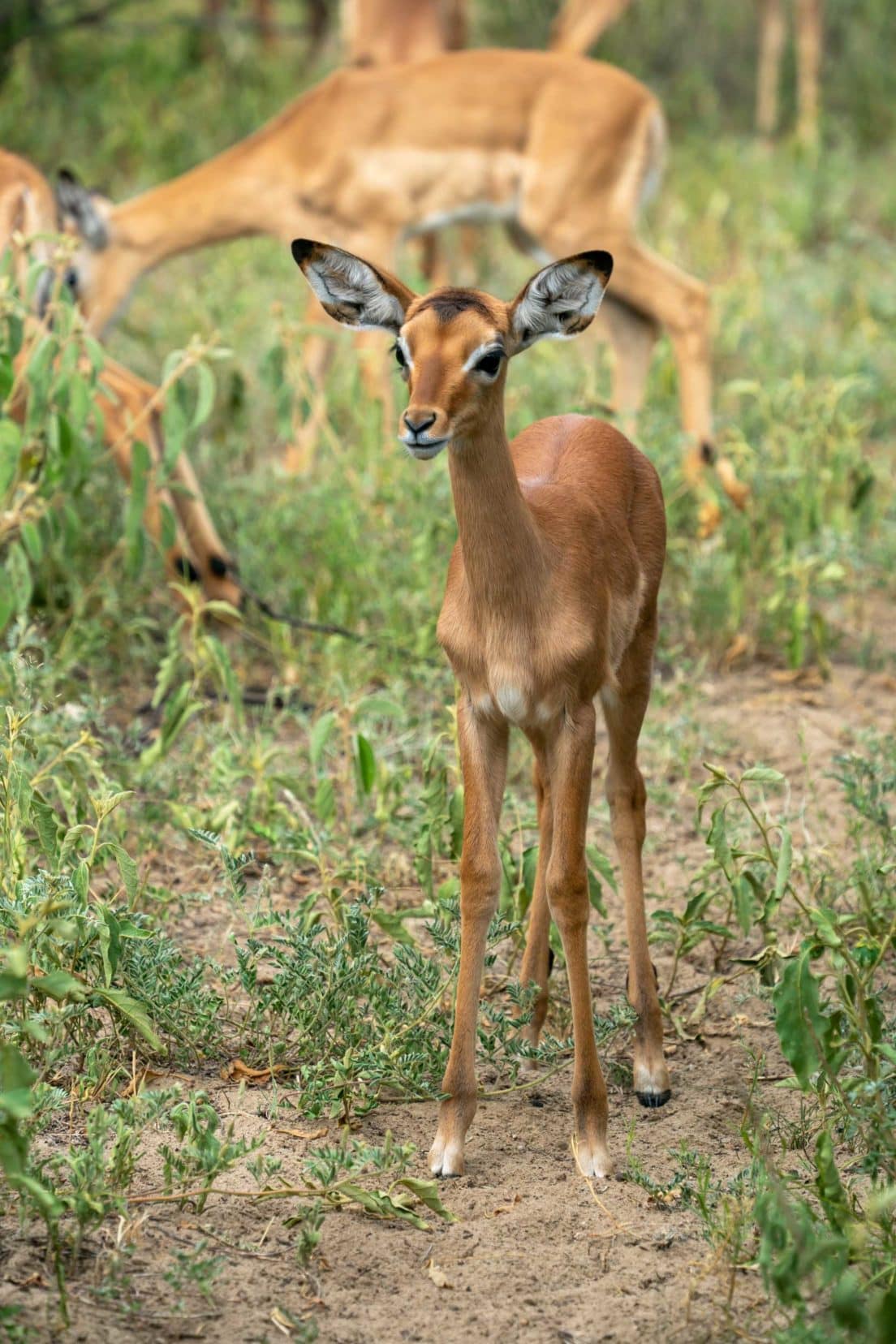 baby impala