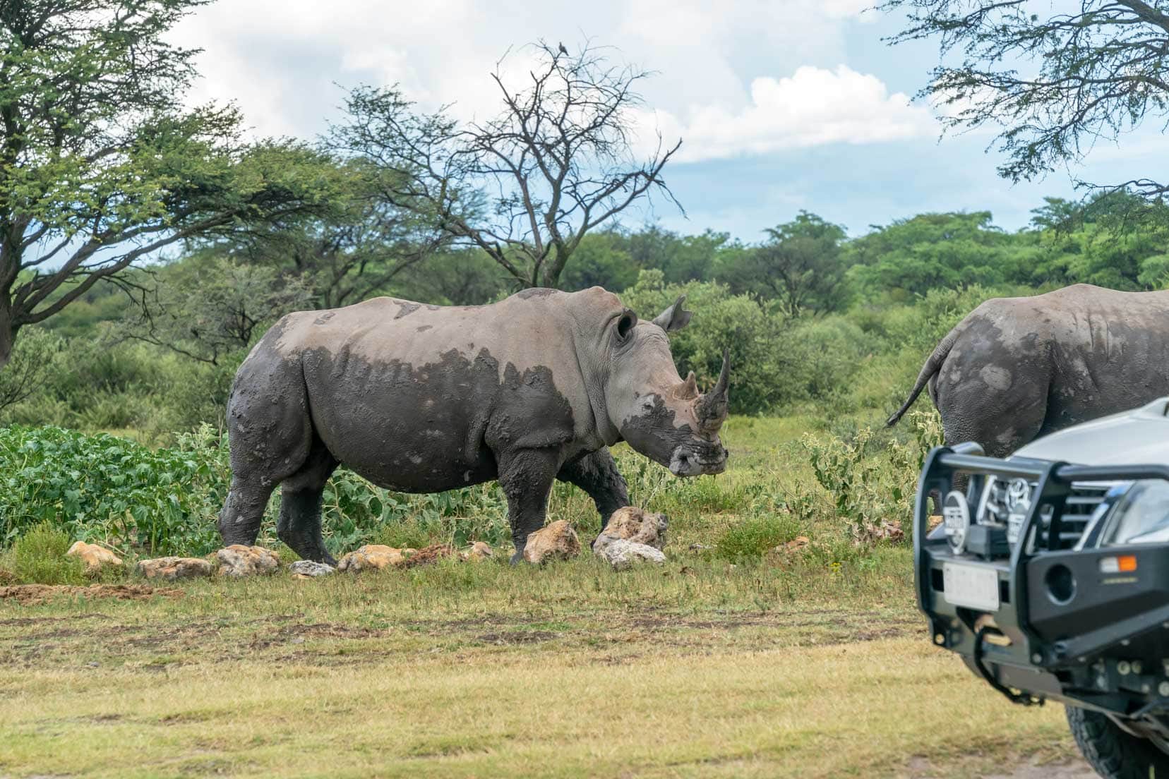 rhino-looking-at-car