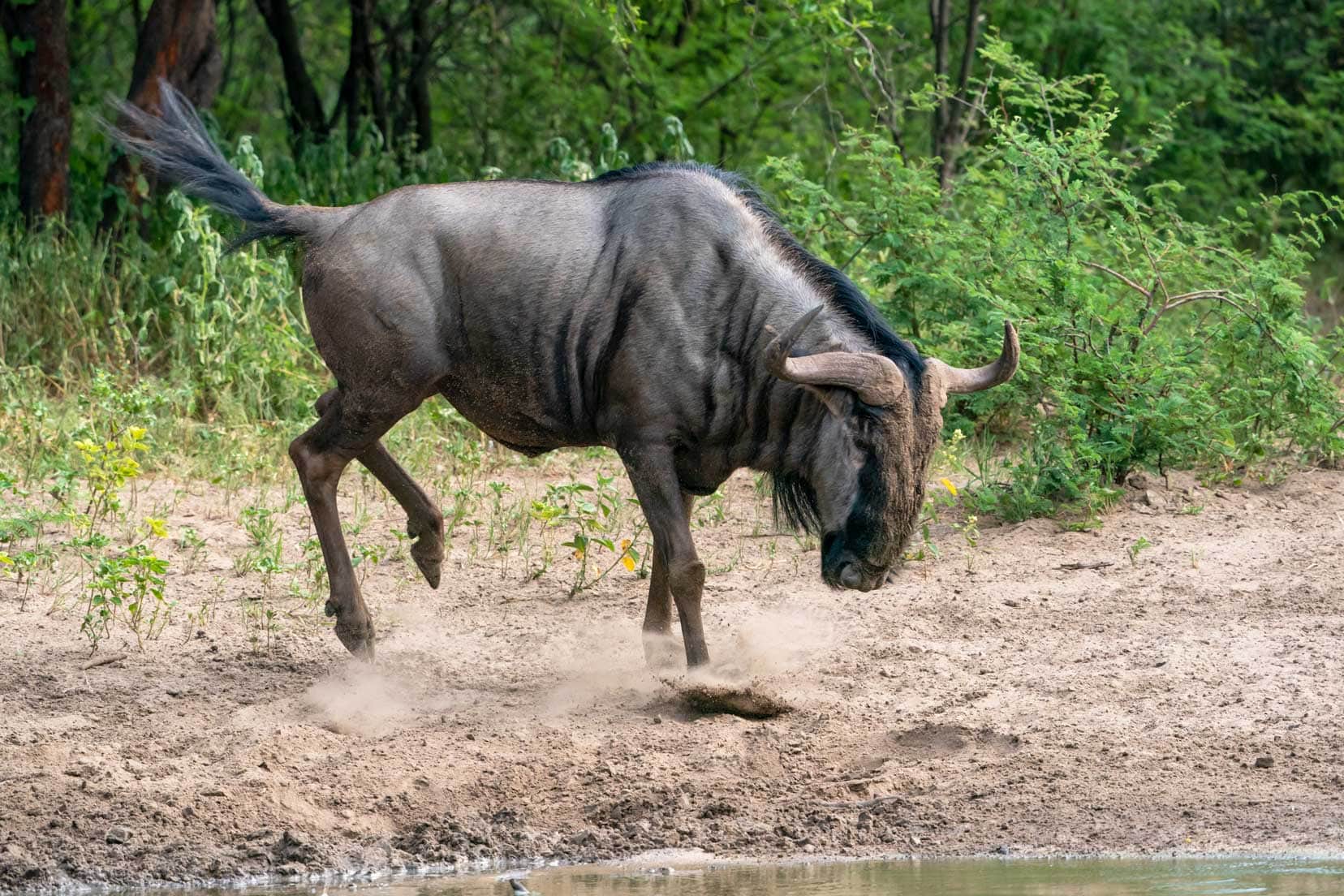 wildebeest-jumping-at-water
