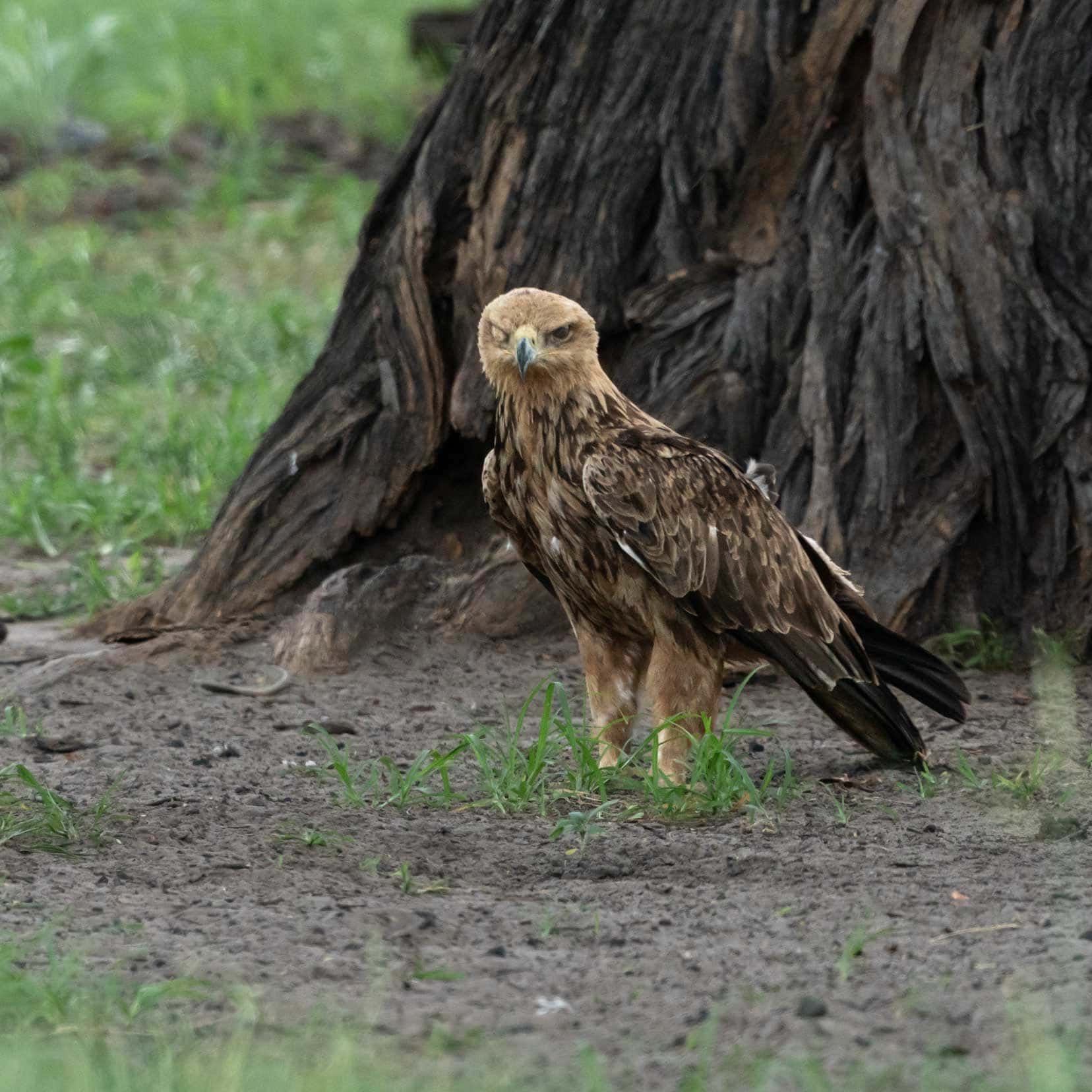 One eyed eagle in Magotho Camp