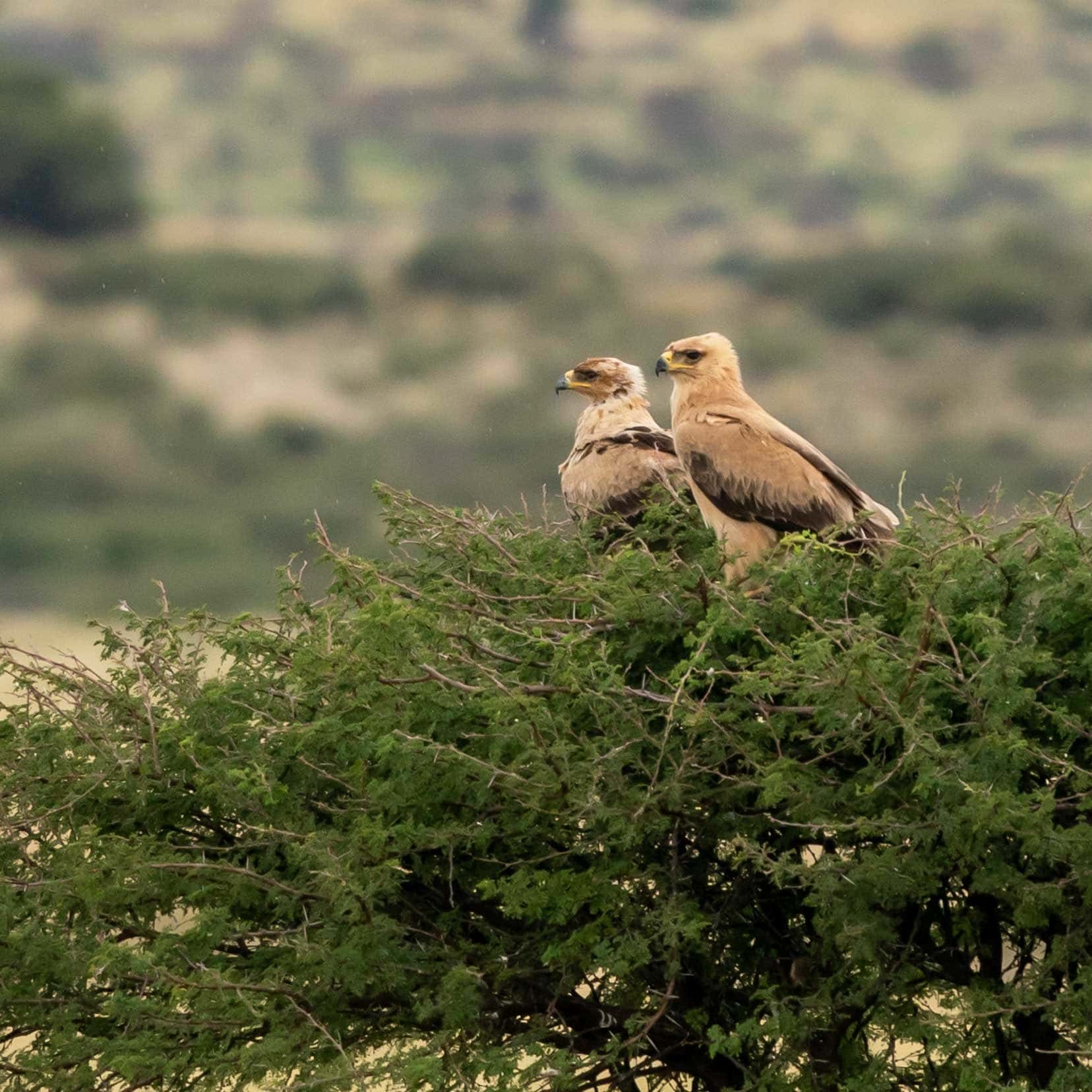 Eagles at Mpaya Waterhole