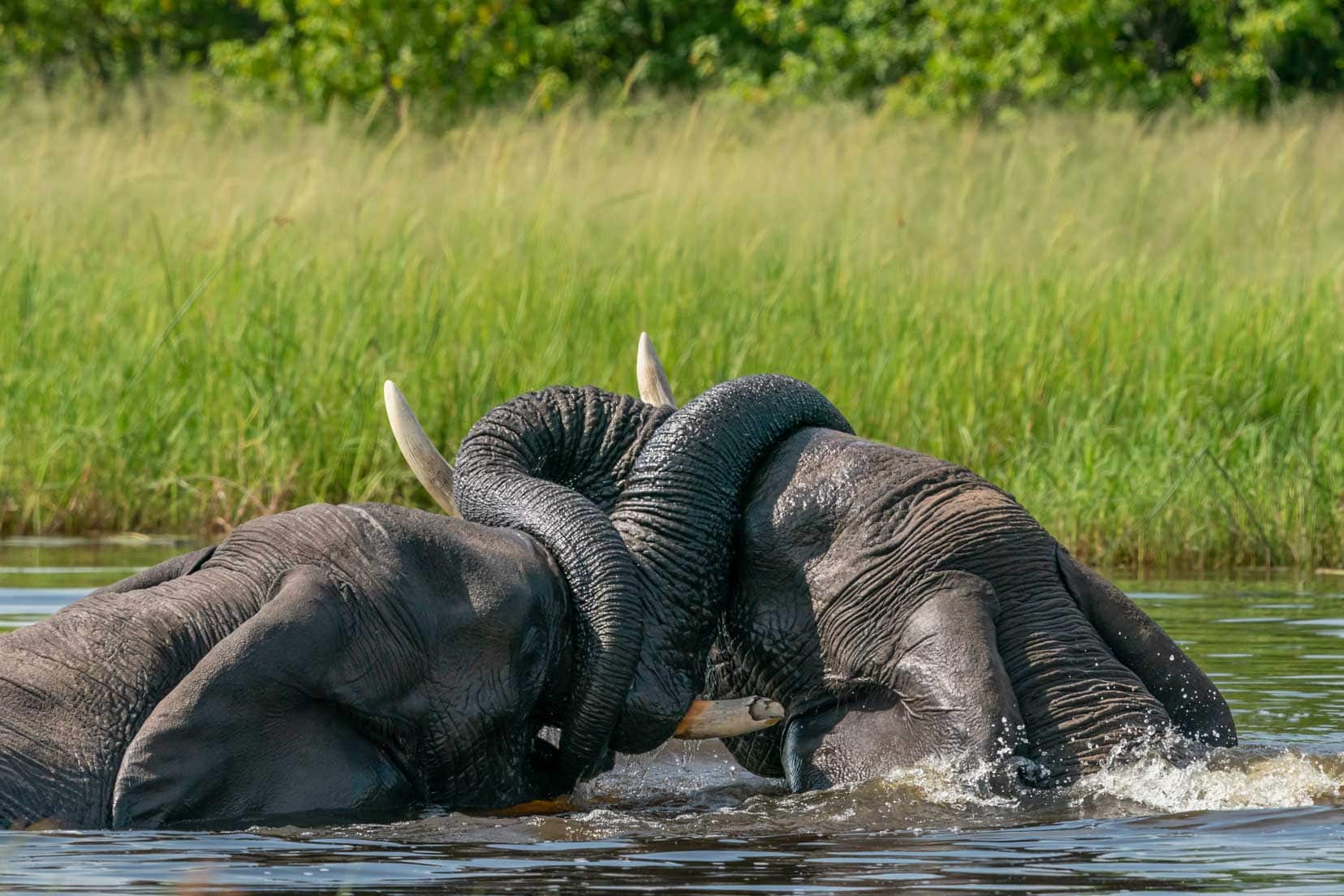 two elephants tussling in the water