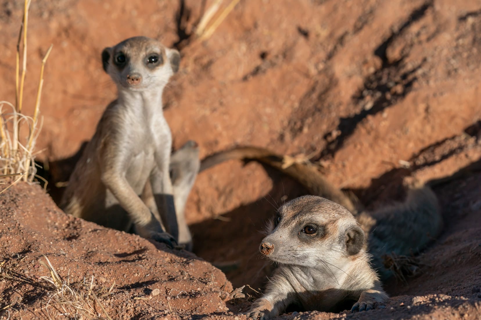 2-meerkats-in-burrow