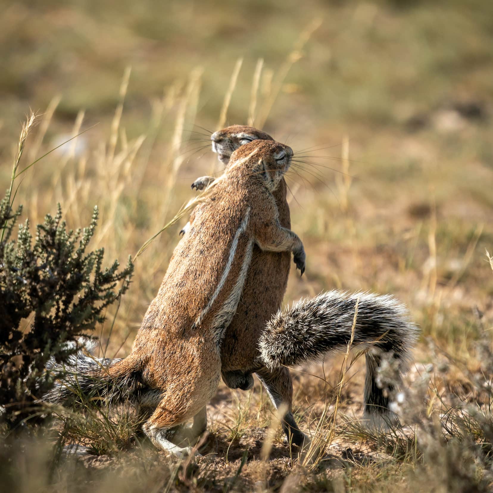 two ground squirrels embracing stood up