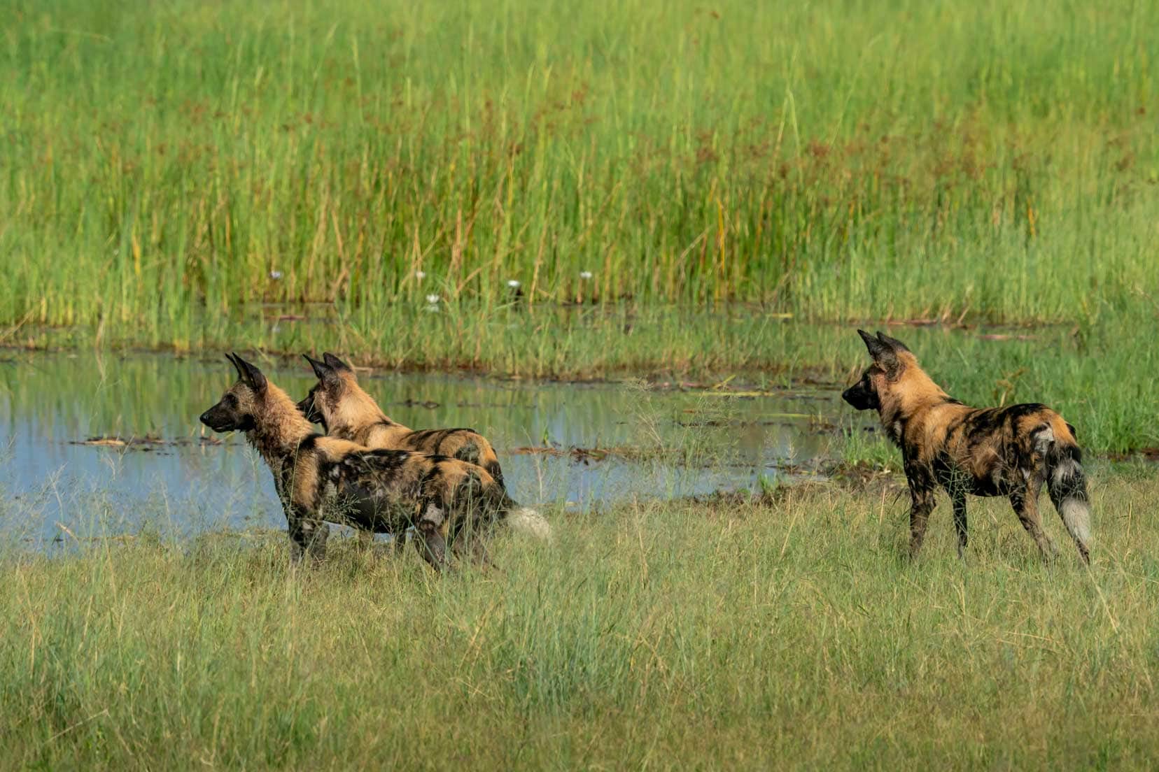 3-x-wild-dogs-looking-across-water