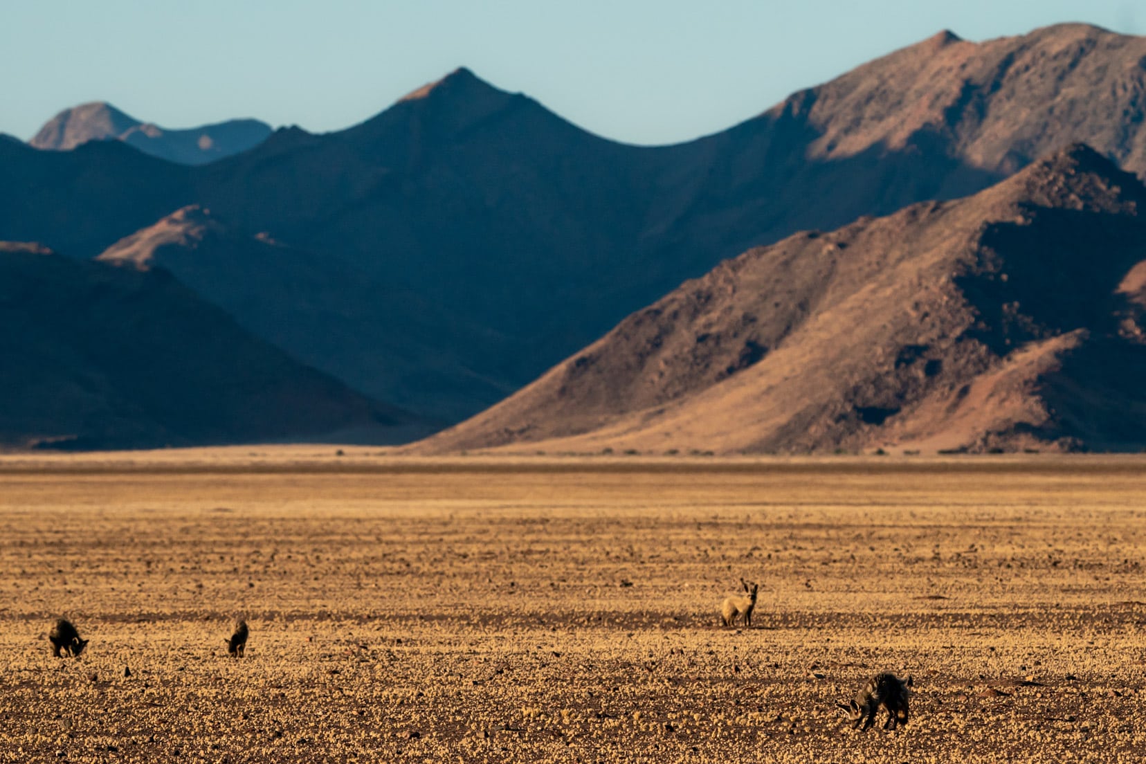 4-bat-eared-foxes-on-plains at Kanaan desert Retreat