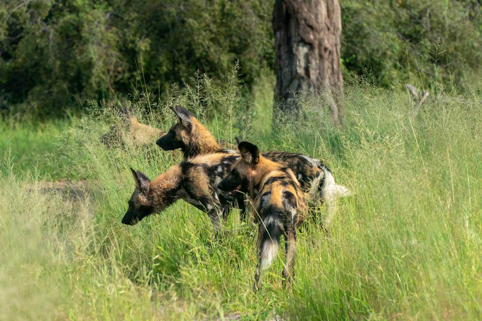 4x-wilddogs-looking-across-road