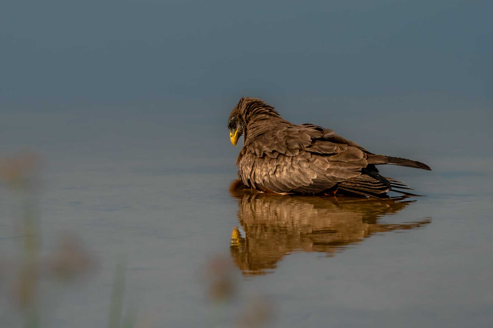 Eagle--looking-at-own-reflection