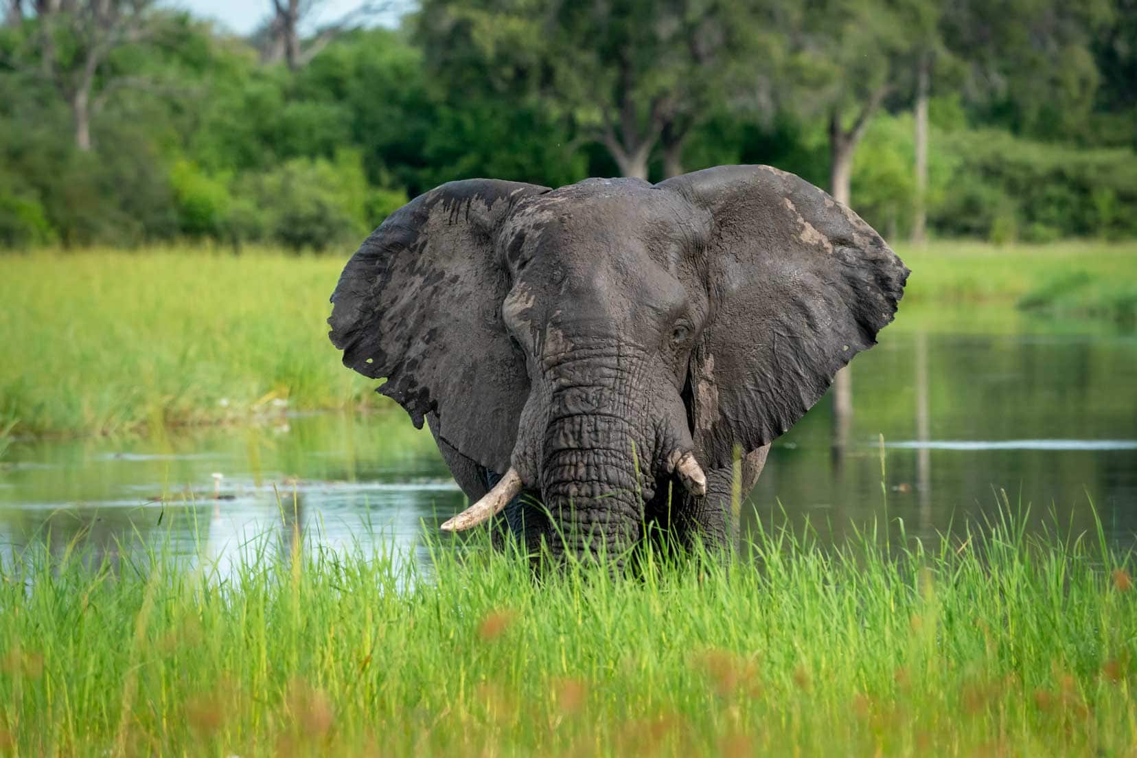 Large elephant coming out of water in the Khwai Concession