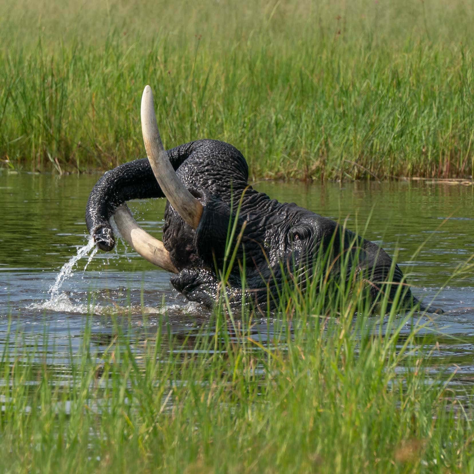 Elie-in-water-showing-tusks