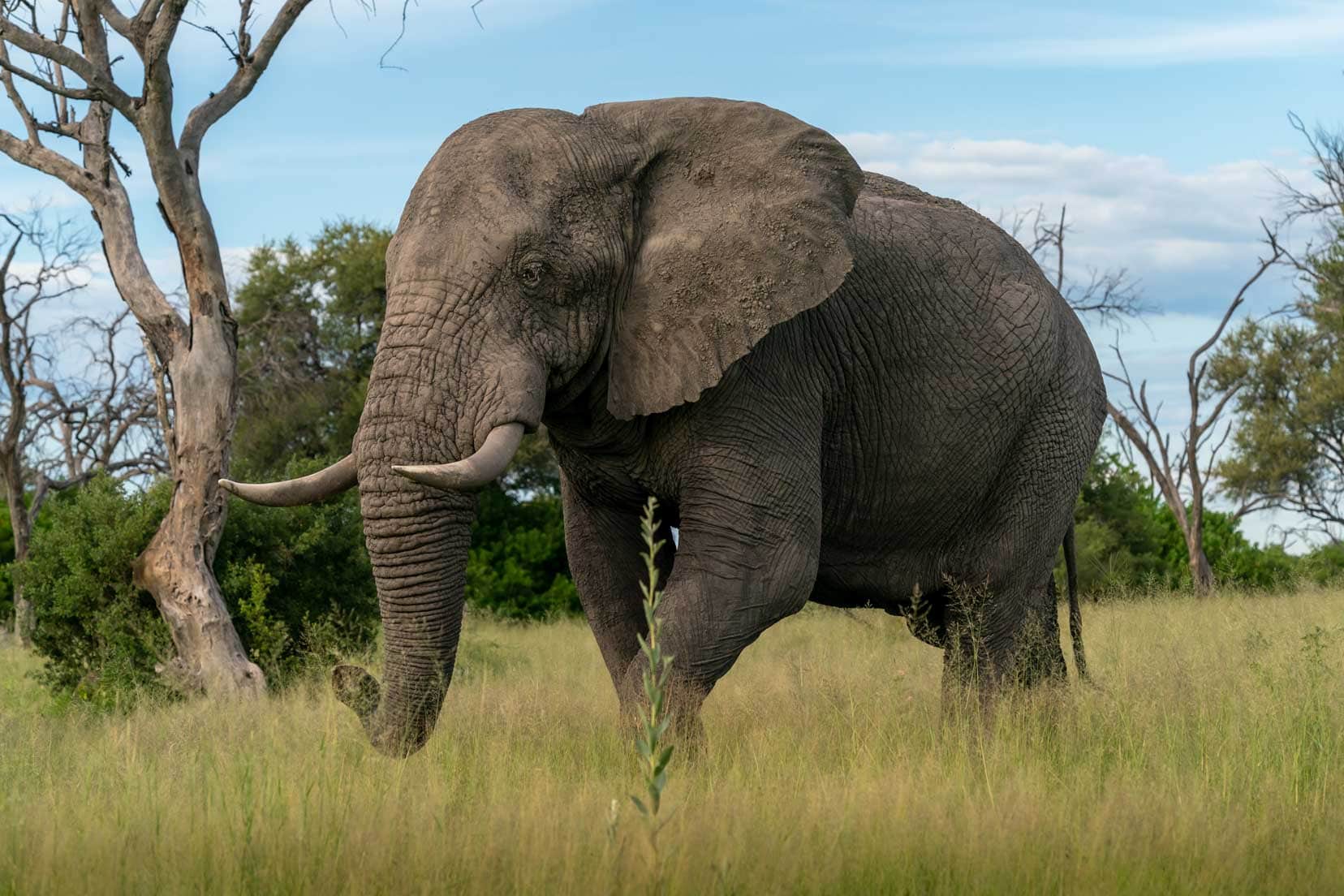 Elie-walking-through-grass