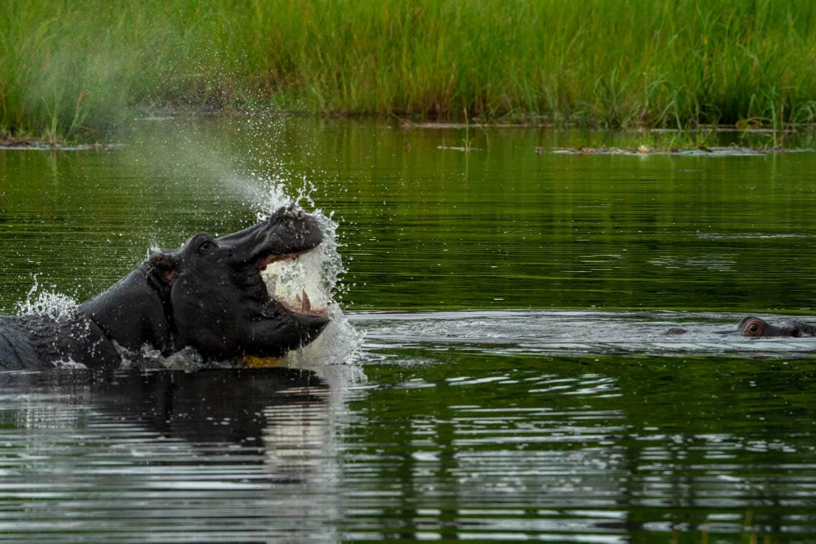 Hippo-launching-out-of-water