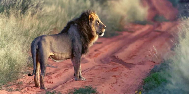 Kgalagadi camping header