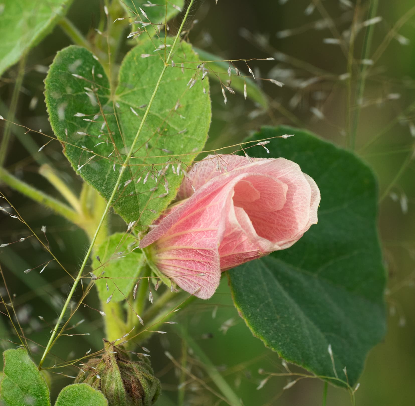 Khwai-plant pink curled flower