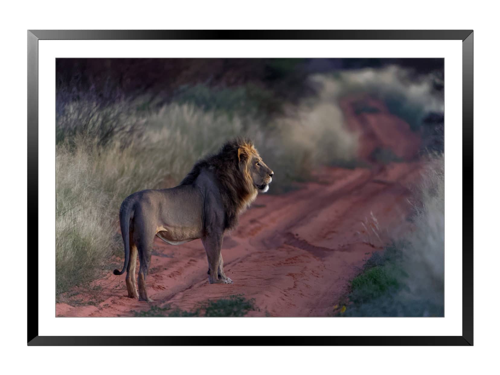 Lion-Kgalagadi-Black-Frame