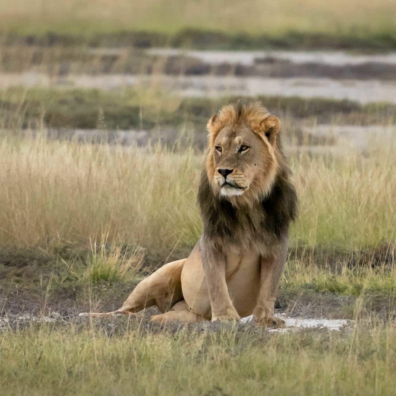 Lion-at-mpaya-looking-pregnant because he is so full
