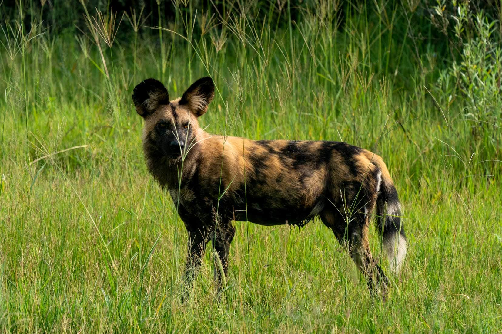 one wild dog