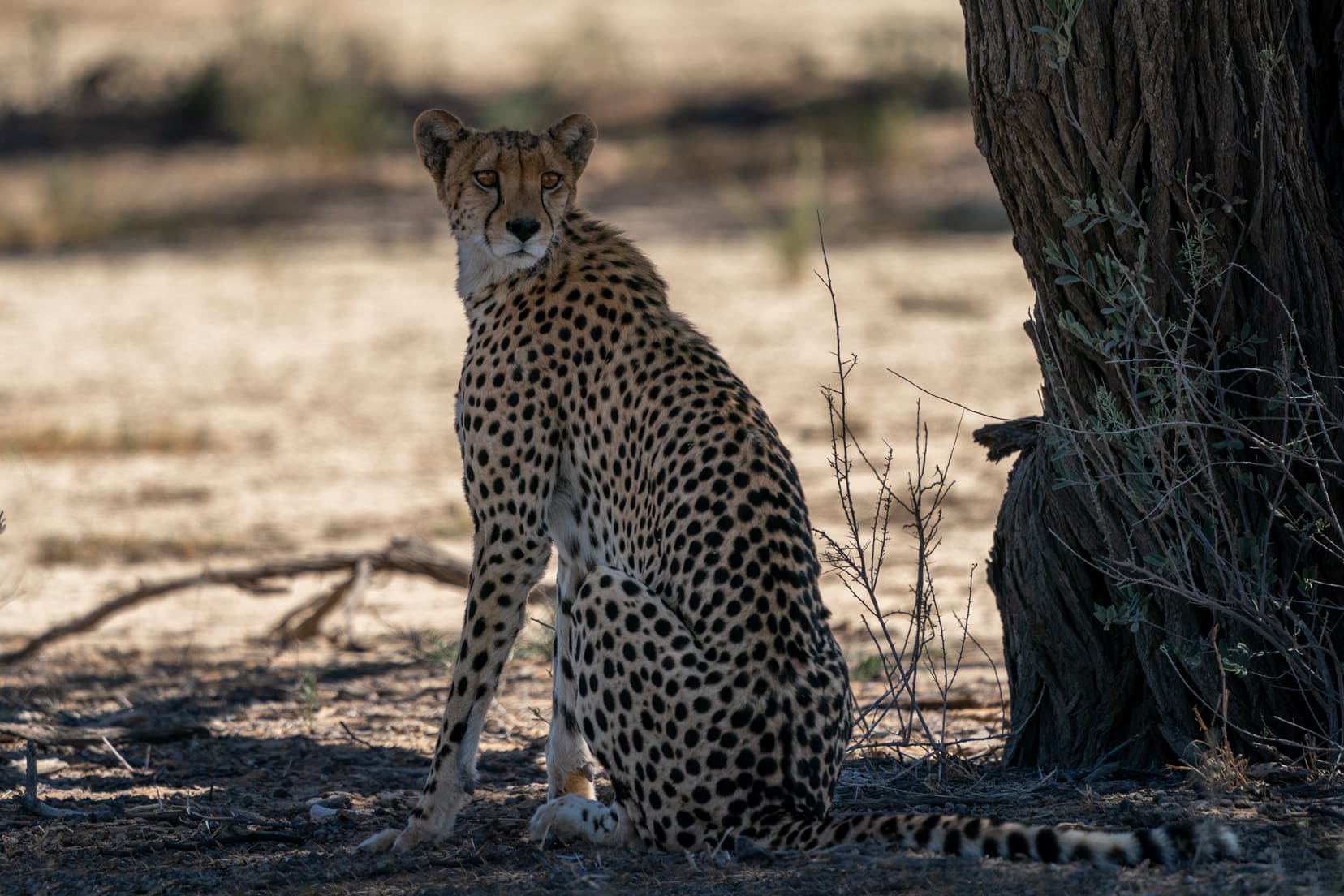 cheetah-looking-backwards-while-under-tree