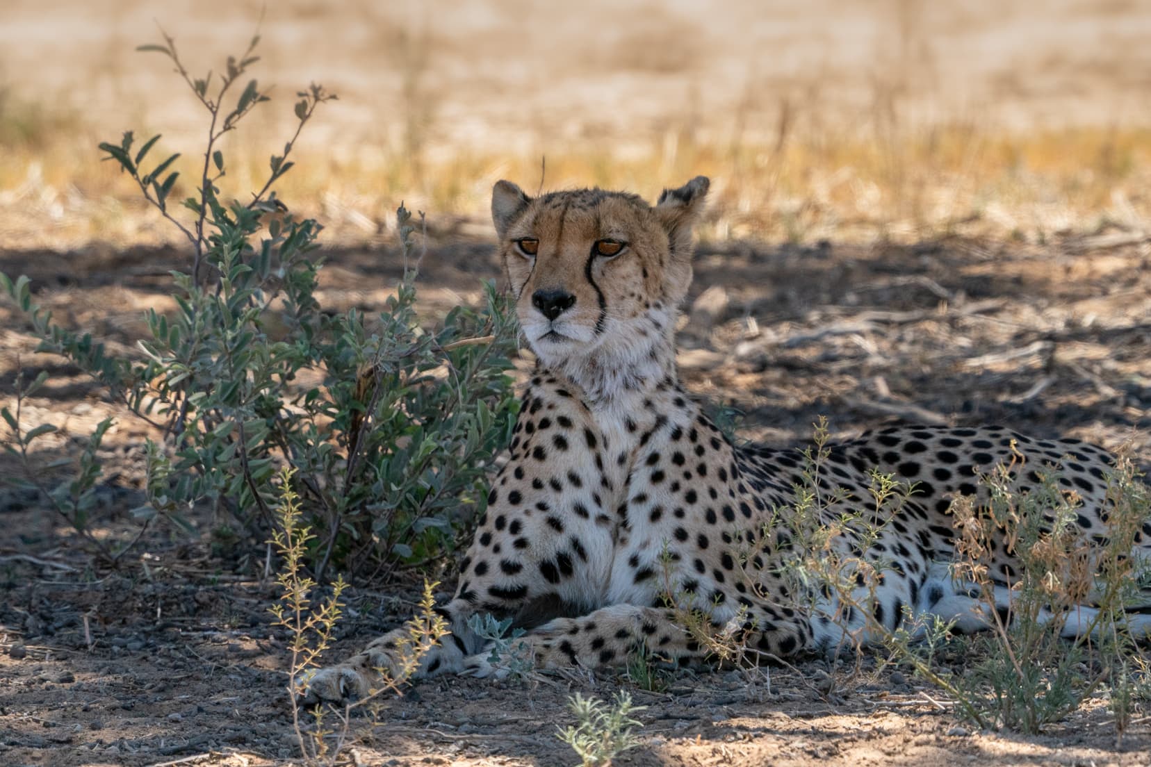 cheetah-lying-in-shade-on the road between Nossob and Twee Rivieren