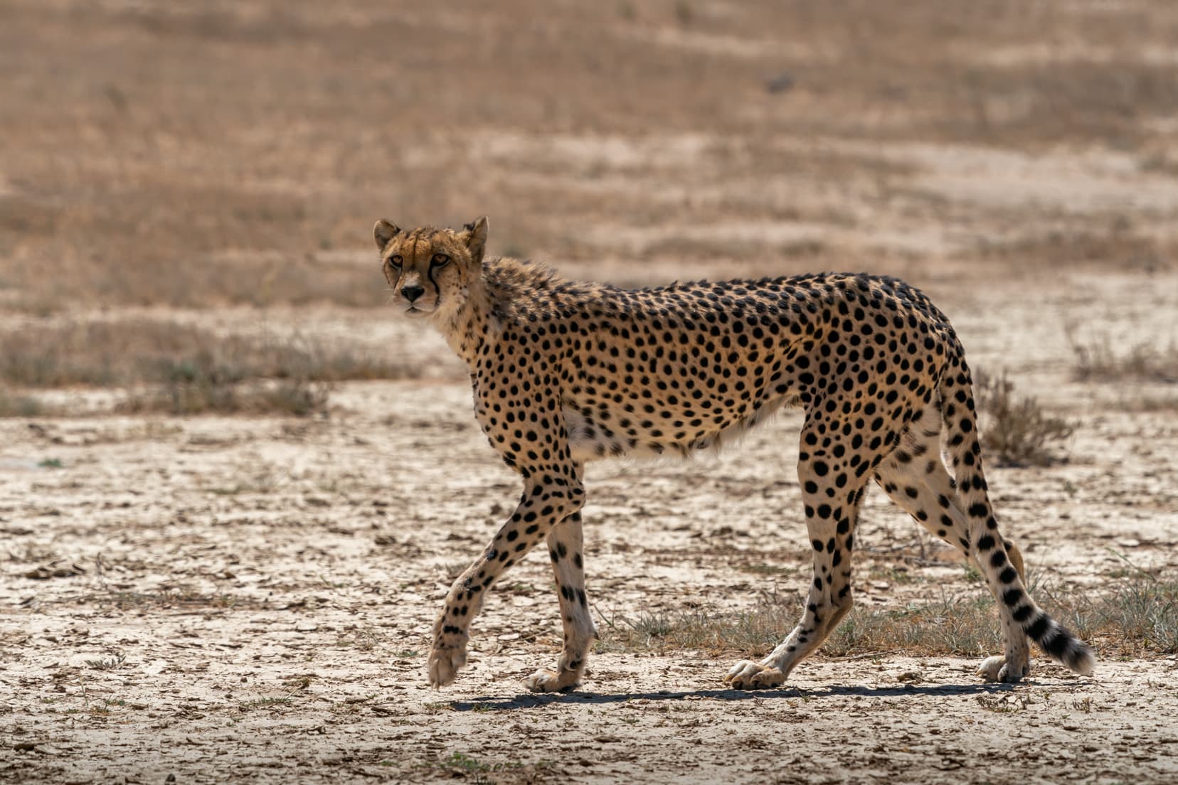 cheetah-walking