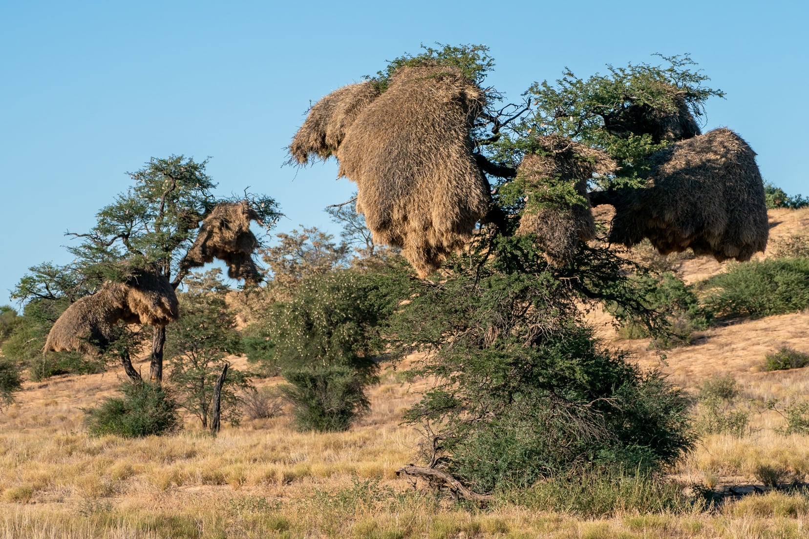 Sociable weavers nests in the Kgalagadi 