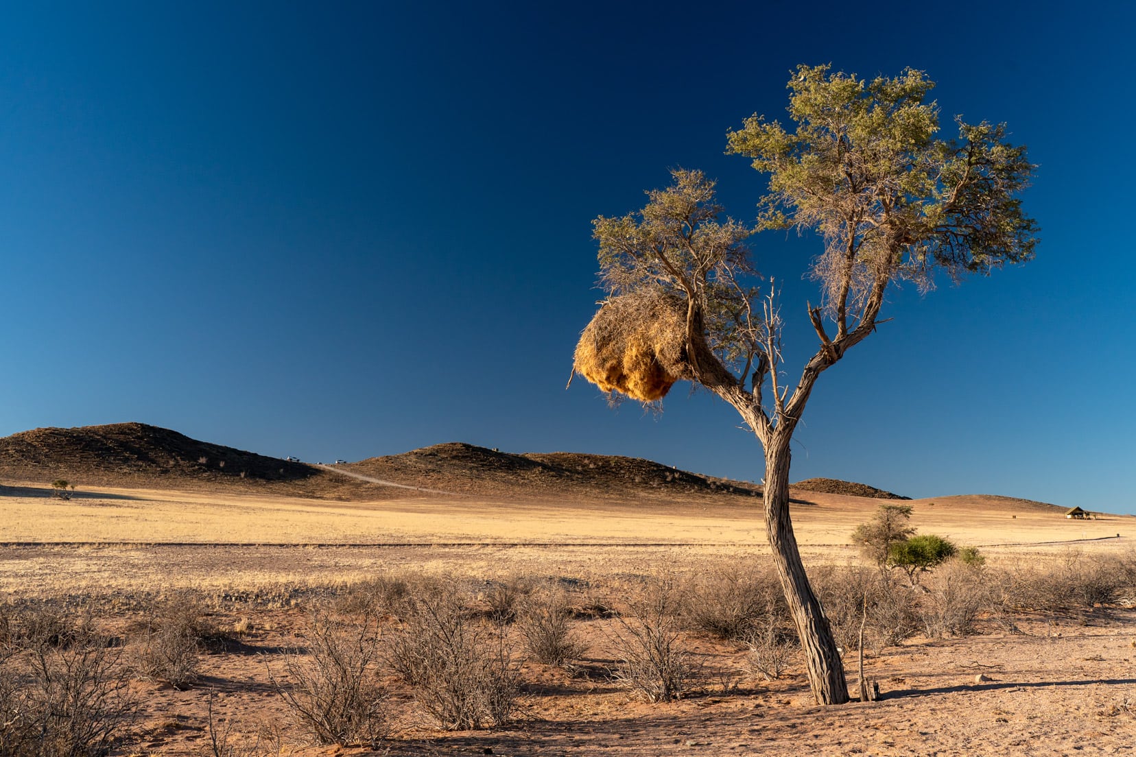 community-weavers-nest-in-tree-2