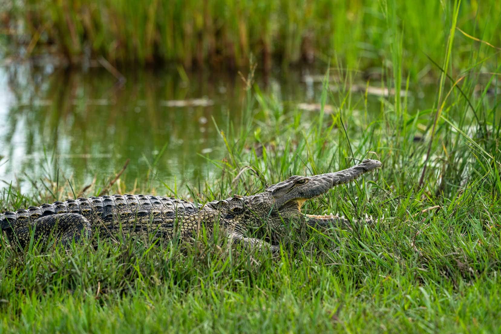 crocodile-with-open-mouth-on-shore