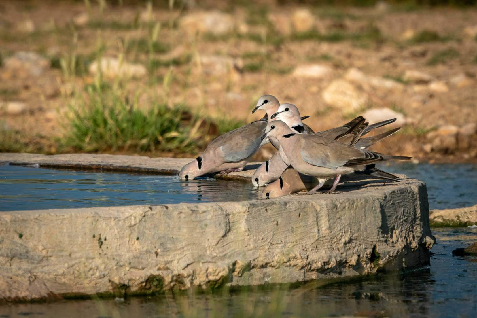 doves-at-monomodi-waterhole